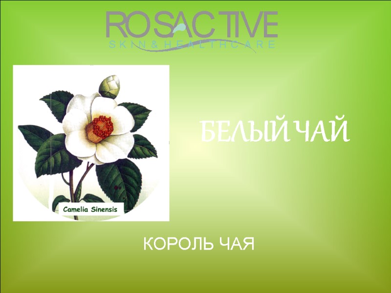 БЕЛЫЙ ЧАЙ КОРОЛЬ ЧАЯ